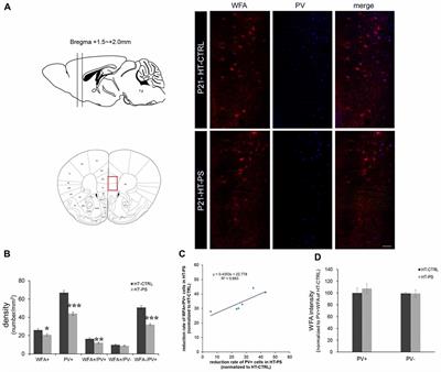 Alterations of GABAergic Neuron-Associated Extracellular Matrix and Synaptic Responses in Gad1-Heterozygous Mice Subjected to Prenatal Stress